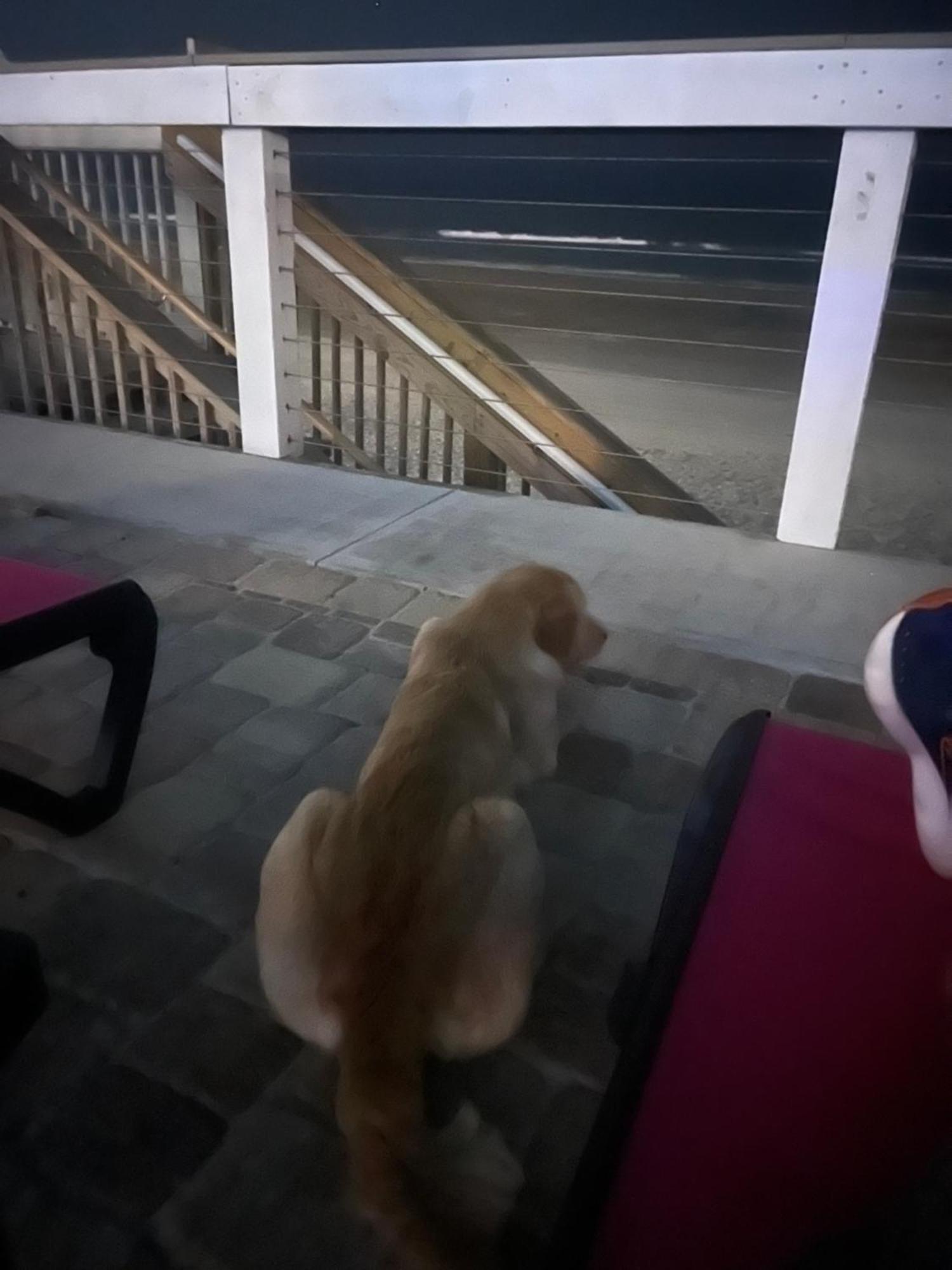 Flamingo Inn Beachfront - 데이토나 비치 외부 사진